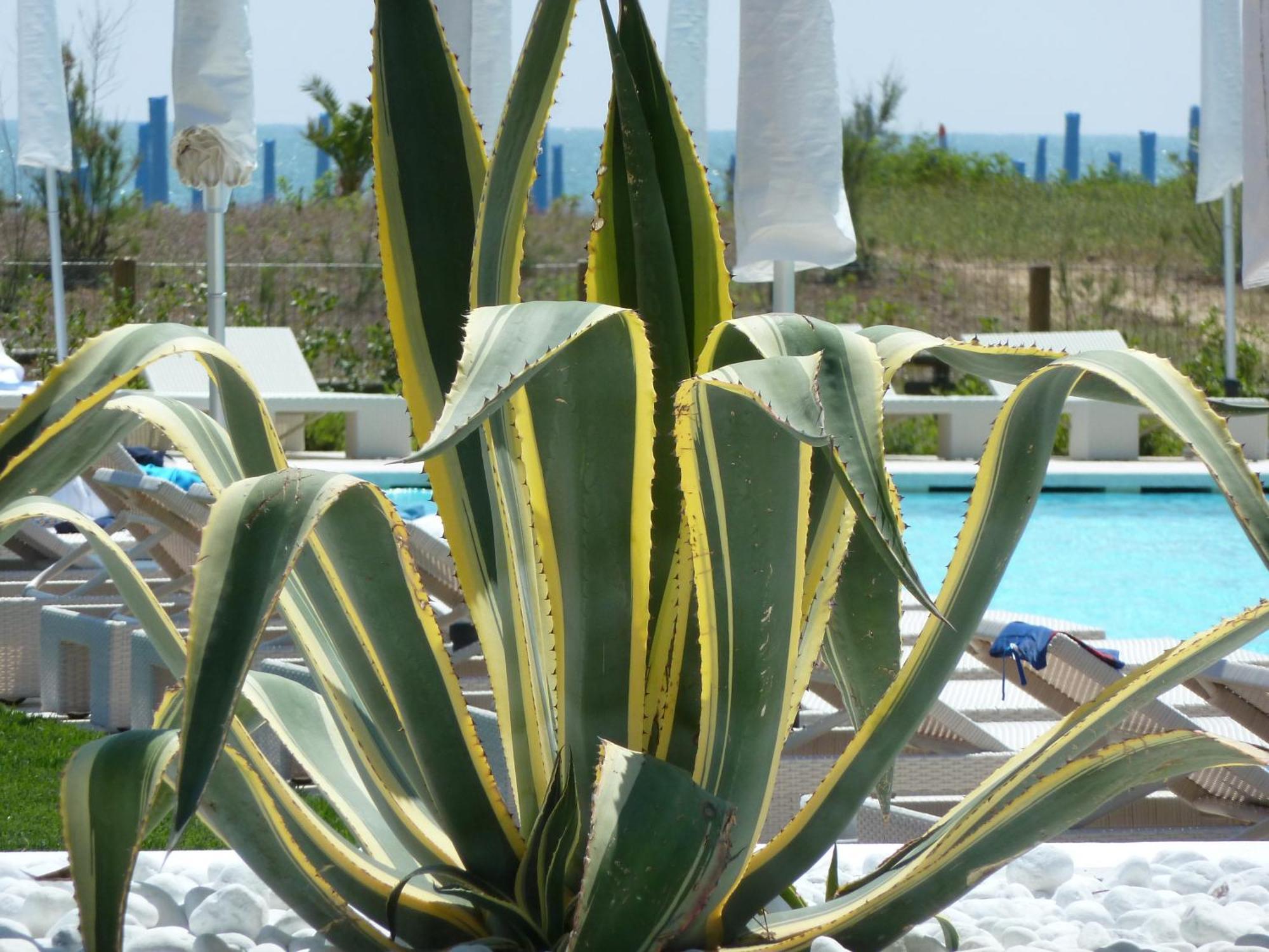 Hotel Mediterraneo Suite&Residence ลิโดดิเยโซโล ภายนอก รูปภาพ